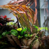 Dennerle Cryptocoryne Spiralis 'Red' In-Vitro Cup