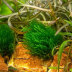 Dennerle Taxiphyllum sp. 'Flammenmoos' In-Vitro Cup