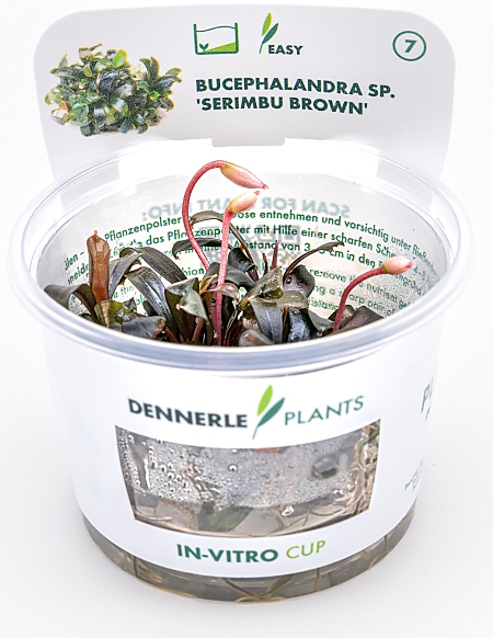 Dennerle Bucephalandra sp. ´Serimbu Brown´ In-Vitro Cup