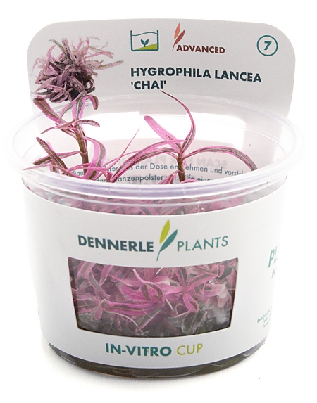 Dennerle Plants Hygrophila Lancea 'Chai' In-Vitro Cup