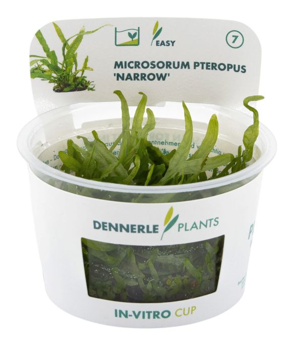 Dennerle Plants Microsorum pteropus Narrow