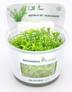 Dennerle Rotala sp. ´Wayanad´ In-Vitro Cup