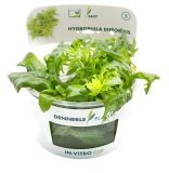 Dennerle Hygrophila difformis In-Vitro Cup