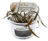 Dennerle Cryptocoryne Spiralis Red In-Vitro Cup