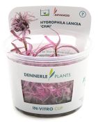 Dennerle Plants Hygrophila Lancea 'Chai' In-Vitro Cup