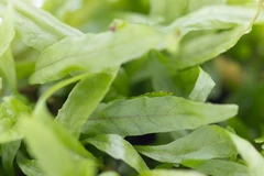 Dennerle Plants Microsorum pteropus Narrow